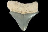 Serrated, Fossil Megalodon Tooth - Bone Valley, Florida #115610-1